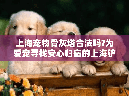 上海宠物骨灰塔合法吗?为爱宠寻找安心归宿的上海铲屎官必读指南