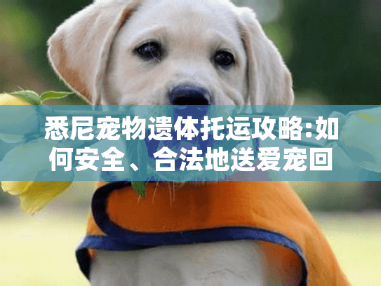 悉尼宠物遗体托运攻略:如何安全、合法地送爱宠回家?