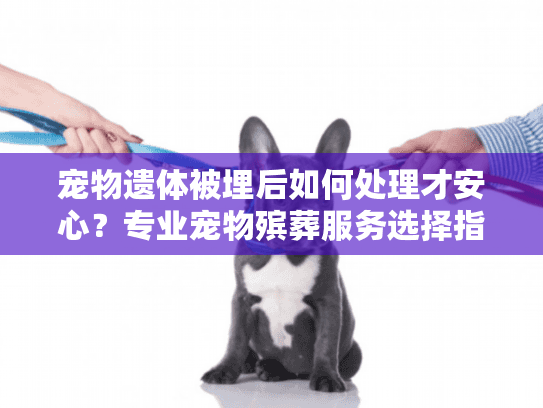 宠物遗体被埋后如何处理才安心？专业宠物殡葬服务选择指南