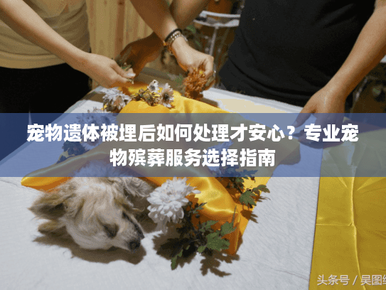 宠物遗体被埋后如何处理才安心？专业宠物殡葬服务选择指南