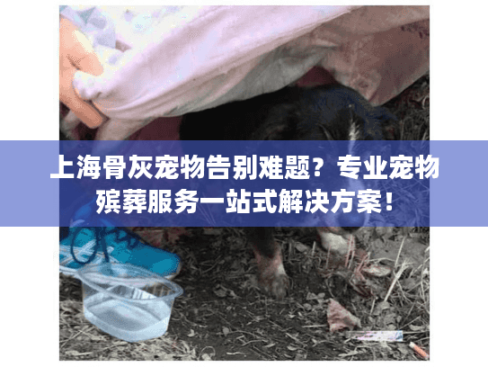 上海骨灰宠物告别难题？专业宠物殡葬服务一站式解决方案！