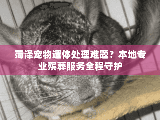 菏泽宠物遗体处理难题？本地专业殡葬服务全程守护