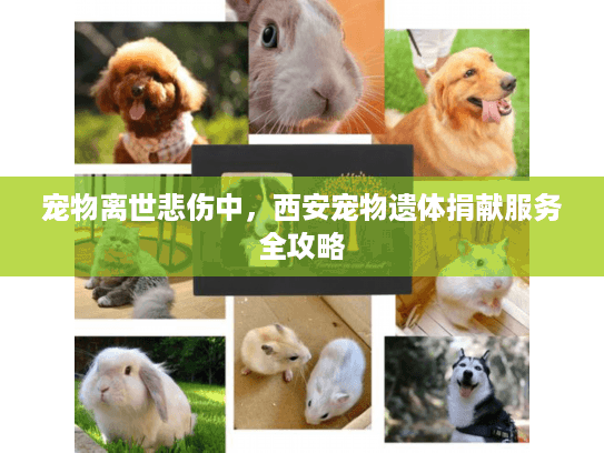 宠物离世悲伤中，西安宠物遗体捐献服务全攻略