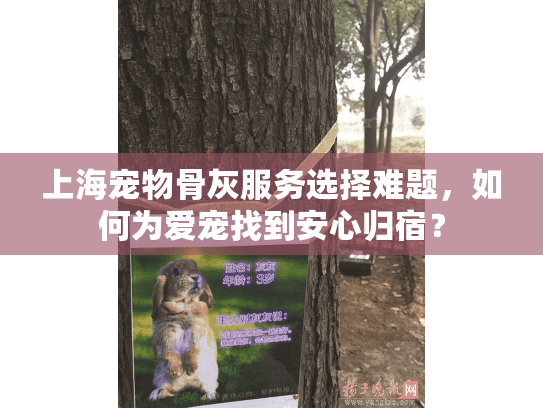 上海宠物骨灰服务选择难题，如何为爱宠找到安心归宿？
