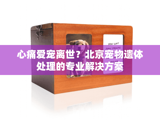 心痛爱宠离世？北京宠物遗体处理的专业解决方案