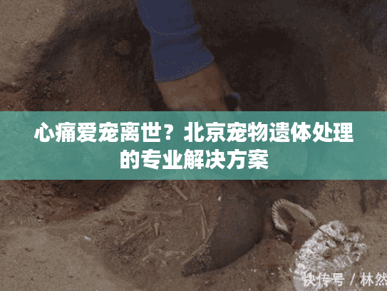 心痛爱宠离世？北京宠物遗体处理的专业解决方案