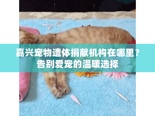 嘉兴宠物遗体捐献机构在哪里？告别爱宠的温暖选择