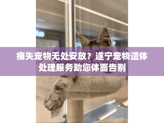 痛失宠物无处安放？遂宁宠物遗体处理服务助您体面告别
