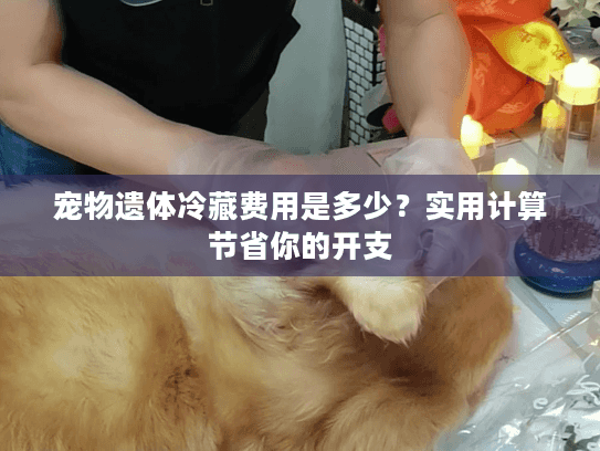 宠物遗体冷藏费用是多少？实用计算节省你的开支