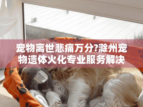 宠物离世悲痛万分?滁州宠物遗体火化专业服务解决方案指南