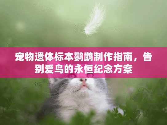 宠物遗体标本鹦鹉制作指南，告别爱鸟的永恒纪念方案