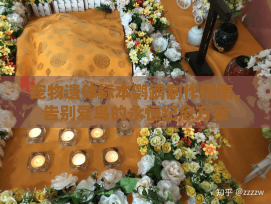 宠物遗体标本鹦鹉制作指南，告别爱鸟的永恒纪念方案