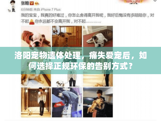 洛阳宠物遗体处理，痛失爱宠后，如何选择正规环保的告别方式？