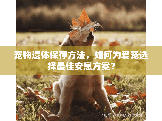 宠物遗体保存方法,如何为爱宠选择最佳安息方案? 宠物遗体保存方法,如何为爱宠选择最佳安息方案?