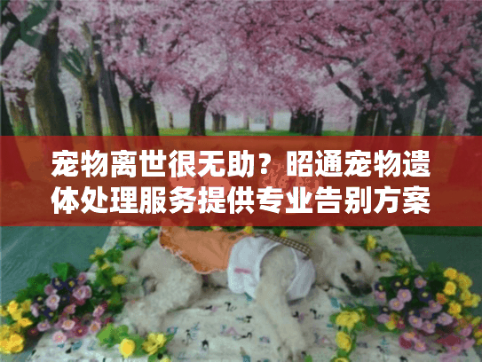 宠物离世很无助？昭通宠物遗体处理服务提供专业告别方案！