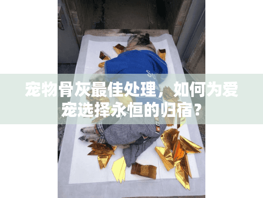 宠物骨灰最佳处理，如何为爱宠选择永恒的归宿？
