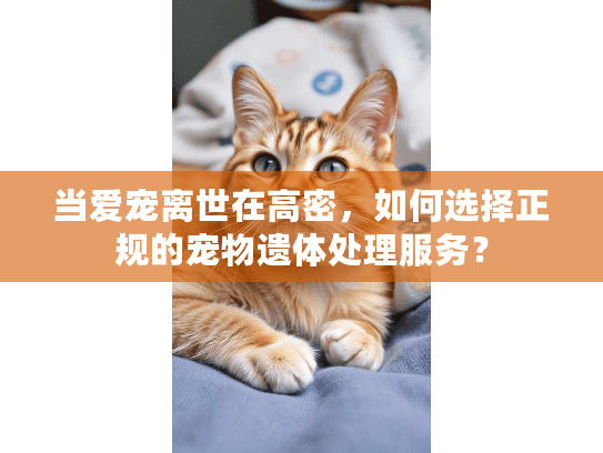 当爱宠离世在高密，如何选择正规的宠物遗体处理服务？