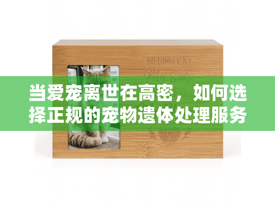 当爱宠离世在高密，如何选择正规的宠物遗体处理服务？