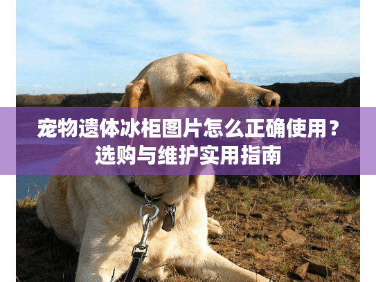 宠物遗体冰柜图片怎么正确使用？选购与维护实用指南