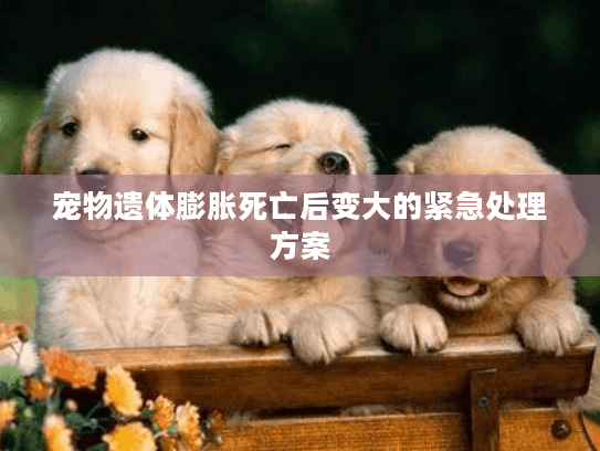 宠物遗体膨胀死亡后变大的紧急处理方案