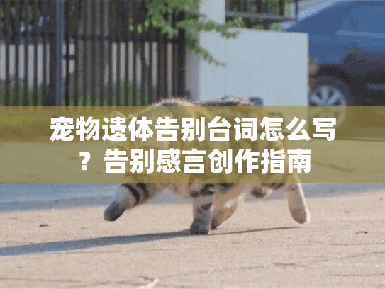 宠物遗体告别台词怎么写？告别感言创作指南