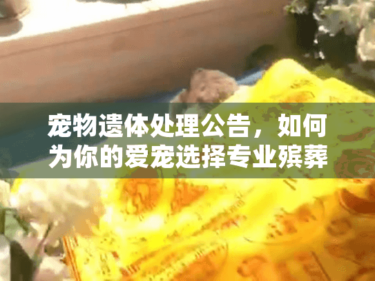 宠物遗体处理公告，如何为你的爱宠选择专业殡葬服务？