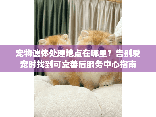 宠物遗体处理地点在哪里？告别爱宠时找到可靠善后服务中心指南