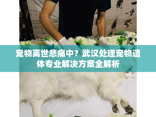 宠物离世悲痛中？武汉处理宠物遗体专业解决方案全解析