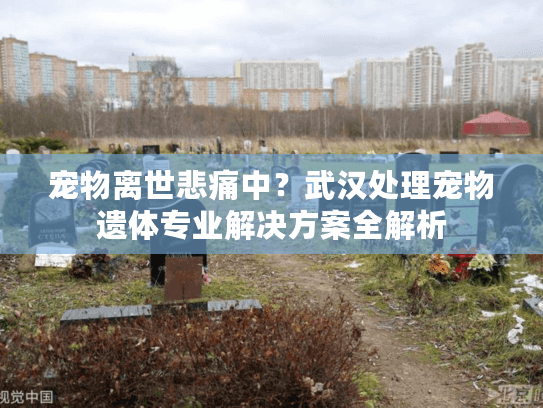 宠物离世悲痛中？武汉处理宠物遗体专业解决方案全解析