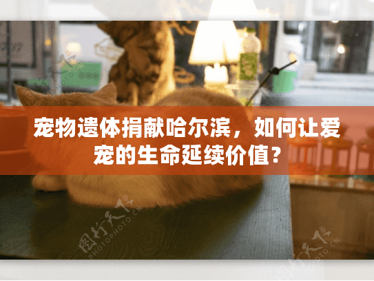 宠物遗体捐献哈尔滨，如何让爱宠的生命延续价值？