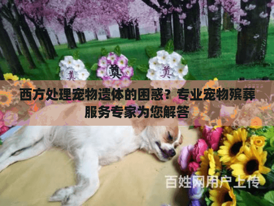 西方处理宠物遗体的困惑？专业宠物殡葬服务专家为您解答