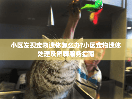 小区发现宠物遗体怎么办?小区宠物遗体处理及殡葬服务指南