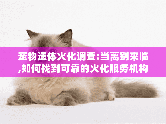 宠物遗体火化调查:当离别来临,如何找到可靠的火化服务机构