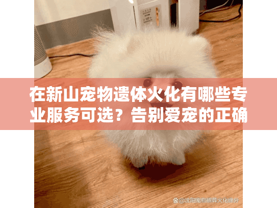 在新山宠物遗体火化有哪些专业服务可选？告别爱宠的正确流程指南