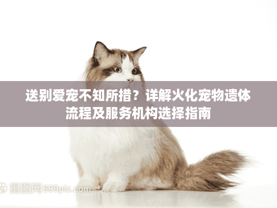 送别爱宠不知所措？详解火化宠物遗体流程及服务机构选择指南