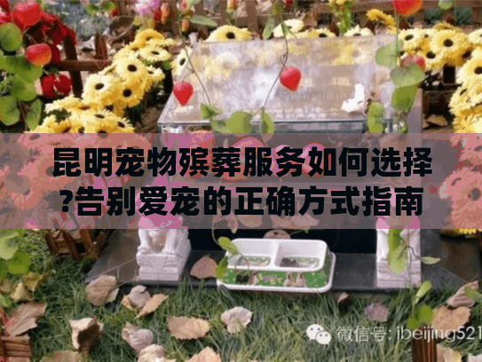 昆明宠物殡葬服务如何选择?告别爱宠的正确方式指南