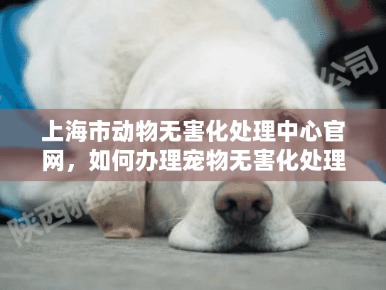 上海市动物无害化处理中心官网，如何办理宠物无害化处理服务？
