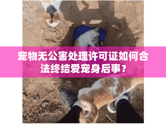 宠物无公害处理许可证如何合法终结爱宠身后事？