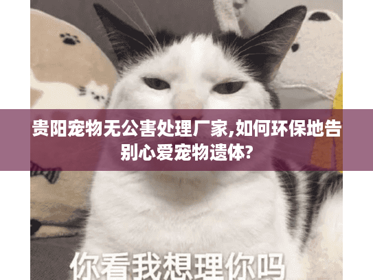 贵阳宠物无公害处理厂家,如何环保地告别心爱宠物遗体?