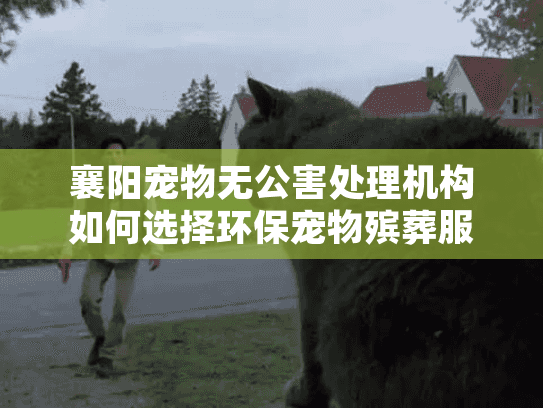 襄阳宠物无公害处理机构如何选择环保宠物殡葬服务？