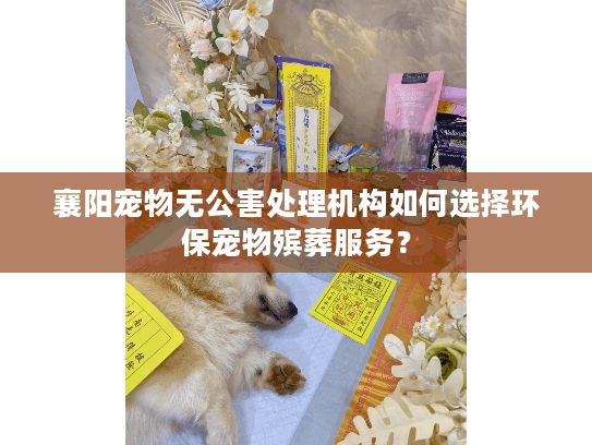 襄阳宠物无公害处理机构如何选择环保宠物殡葬服务？