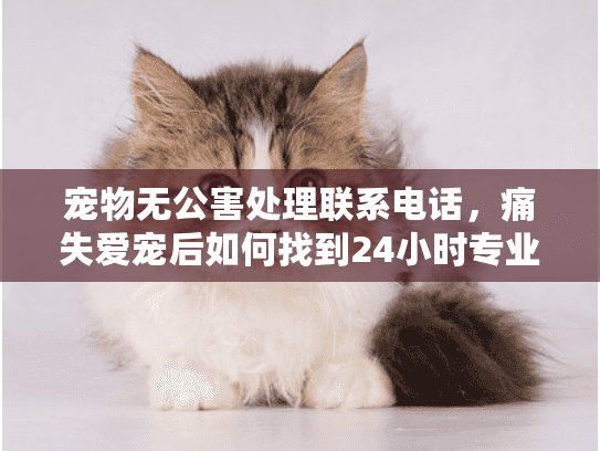 宠物无公害处理联系电话，痛失爱宠后如何找到24小时专业殡葬服务？