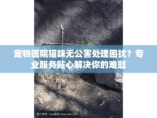 宠物医院猫咪无公害处理困扰？专业服务贴心解决你的难题