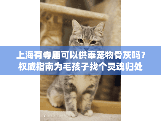 上海有寺庙可以供奉宠物骨灰吗？权威指南为毛孩子找个灵魂归处