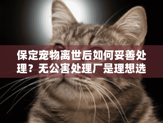保定宠物离世后如何妥善处理？无公害处理厂是理想选择吗？