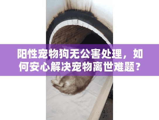 阳性宠物狗无公害处理，如何安心解决宠物离世难题？