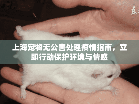 上海宠物无公害处理疫情指南，立即行动保护环境与情感