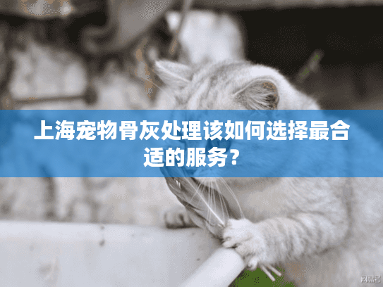 上海宠物骨灰处理该如何选择最合适的服务？