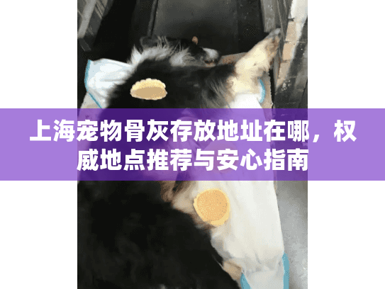 上海宠物骨灰存放地址在哪，权威地点推荐与安心指南