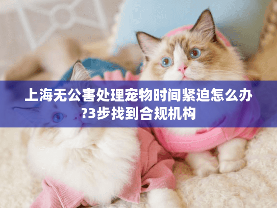 上海无公害处理宠物时间紧迫怎么办?3步找到合规机构